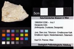 Foto (Objket + Etiketten) von Decapoda indet. 